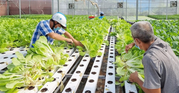 hình ảnh người lao động đang làm việc trong khu trồng rau sạch